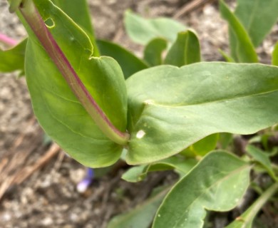 Penstemon perpulcher