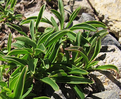 Penstemon procerus