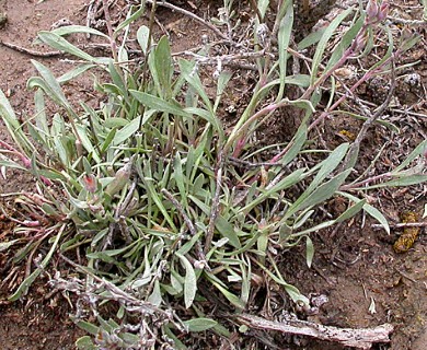Penstemon pumilus