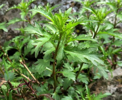 Penstemon richardsonii