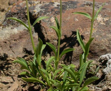 Penstemon rydbergii