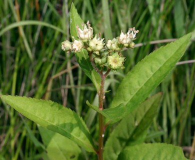 Penthorum sedoides