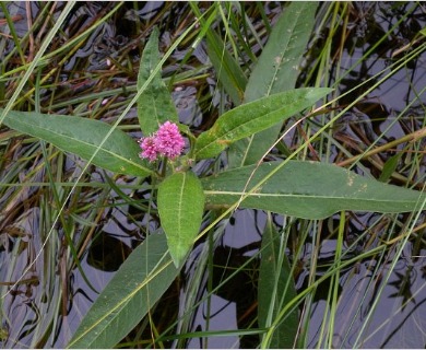 Persicaria amphibia