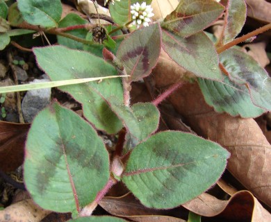 Persicaria capitata