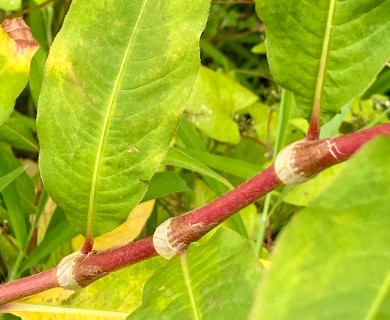 Persicaria extremiorientalis