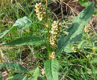 Persicaria lapathifolia