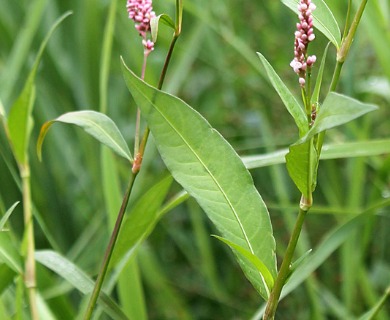 Persicaria maculosa