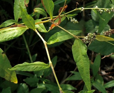 Persicaria punctata