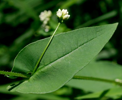 Persicaria sagittata