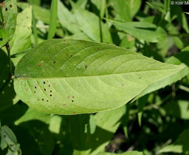 Persicaria virginiana