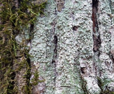 Pertusaria sinusmexicani