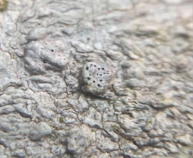 Pertusaria subpertusa