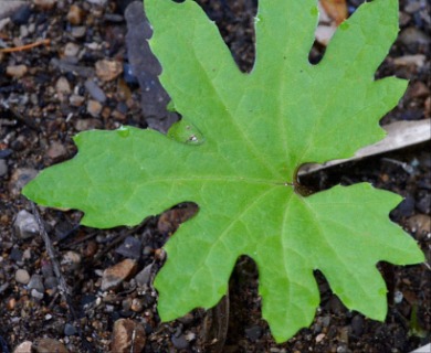 Petasites frigidus