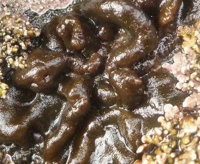 Petrospongium rugosum