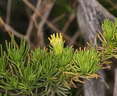 Peucephyllum schottii