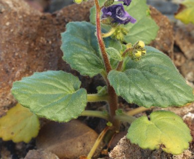 Phacelia calthifolia