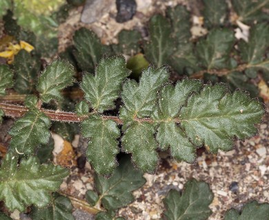 Phacelia crenulata