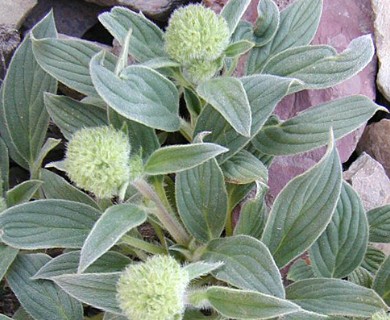 Phacelia hastata