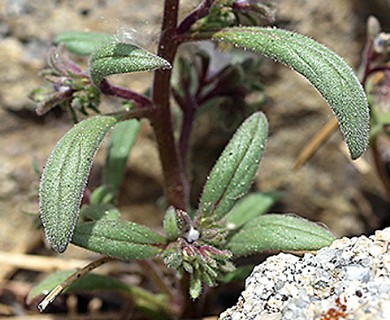 Phacelia quickii
