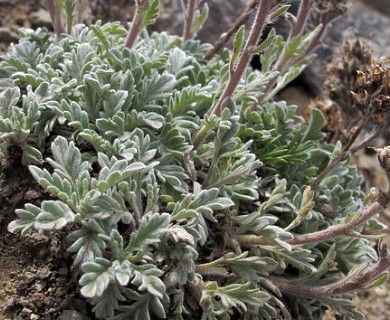 Phacelia sericea