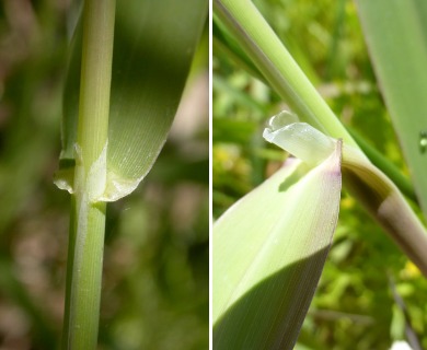 Phalaris arundinacea