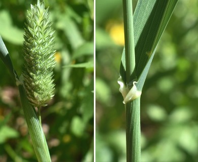 Phalaris canariensis