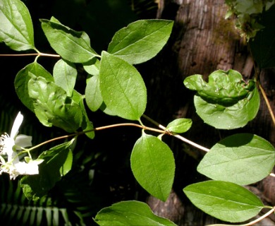 Philadelphus lewisii