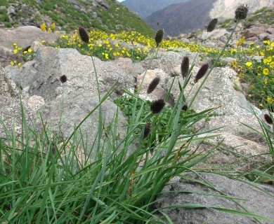 Phleum alpinum