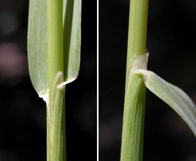 Phleum pratense