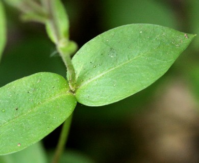 Phlox adsurgens