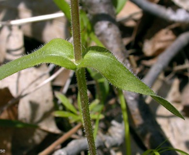 Phlox divaricata