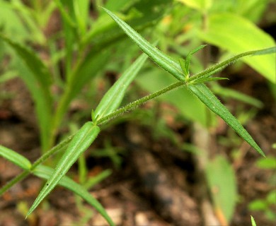 Phlox pilosa