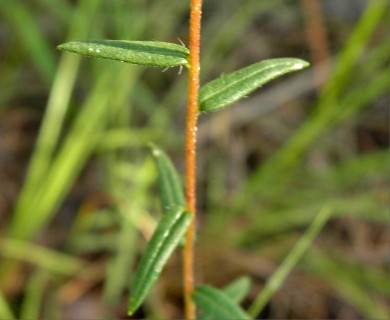 Phoebanthus grandiflorus