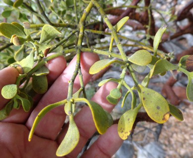 Phoradendron leucarpum