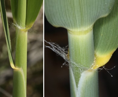 Phragmites australis