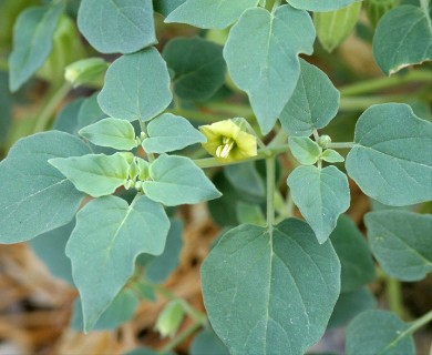 Physalis crassifolia