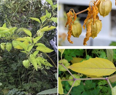 Physalis longifolia