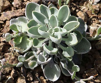 Physaria alpestris