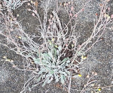 Physaria arctica