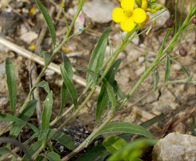 Physaria gracilis