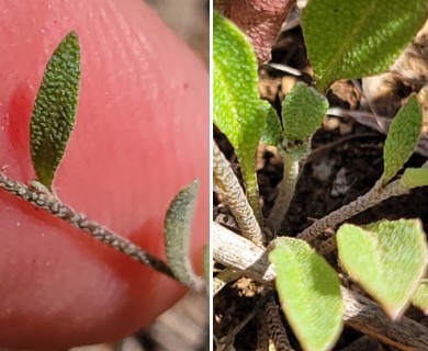 Physaria recurvata