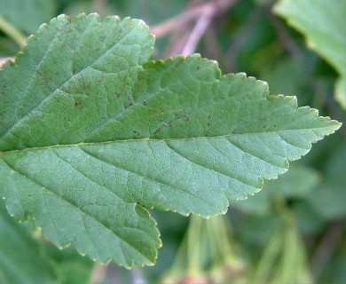 Physocarpus opulifolius