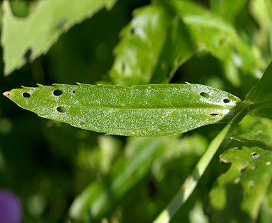 Physostegia virginiana