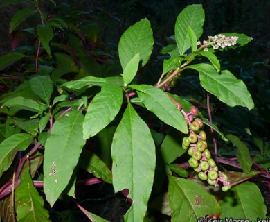 Phytolacca americana