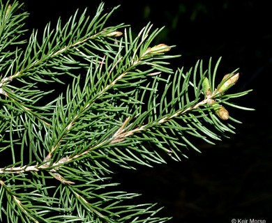 Picea glauca