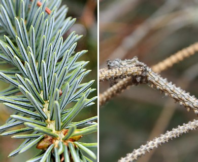 Picea sitchensis