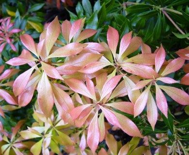 Pieris japonica