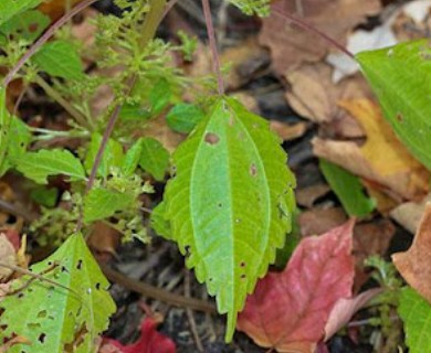 Pilea pumila