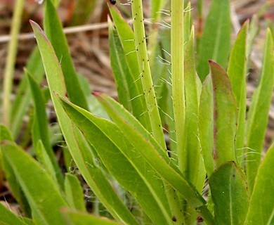 Pilosella piloselloides