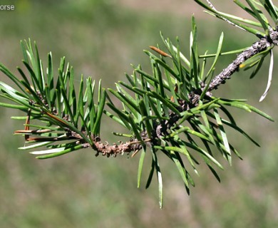 Pinus banksiana